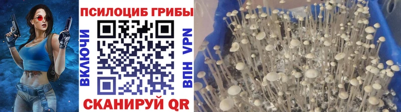 Галлюциногенные грибы мицелий  где можно купить наркотик  KRAKEN вход  Палласовка 